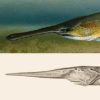 Paddlefish in water above paddlefish drawing