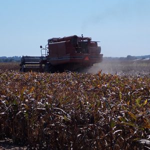 Harvester at work in corn field