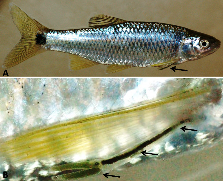 Fish with parasite and close-up of parasite below it
