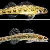 Different types of darter fish with corresponding letters