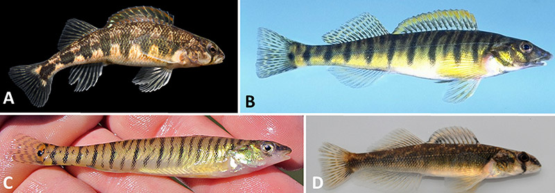 Different types of darter fish with corresponding letters