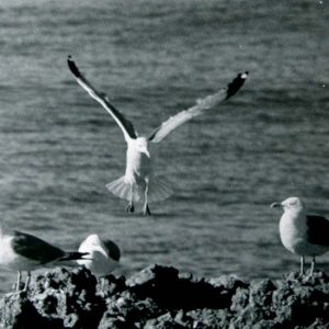 Seagull landing on rock with two seagulls standing on it