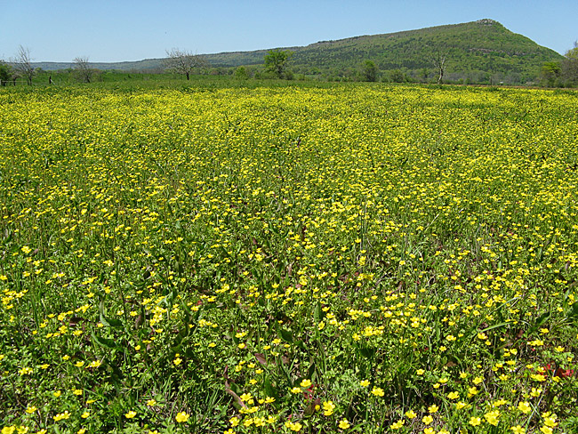 Field covered in yellow flowers with trees and mountain in the background