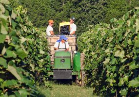 White man sitting on green tractor while two white men load grapes onto wooden bin behind it in vineyard
