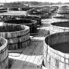 Rows of uncovered wooden vats with wooden walking path in between them