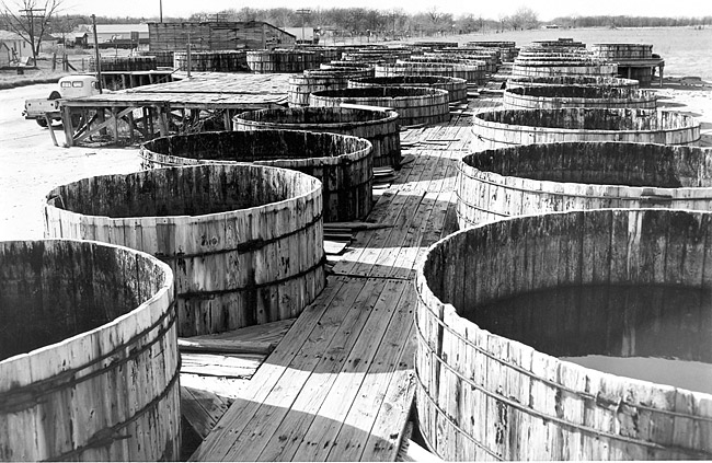 Rows of uncovered wooden vats with wooden walking path in between them