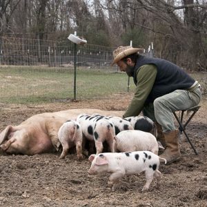 White man with beard and hat milking a mother pig that is nursing piglets