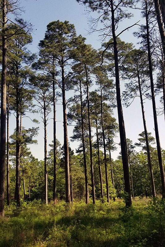 Group of tall pine trees in forest