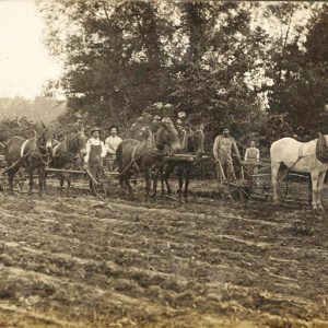 White farmers using mule drawn plows in field