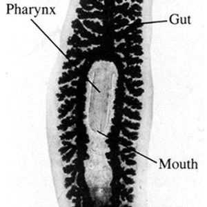 worm-like organism with parts labeled with text
