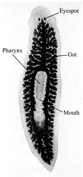 worm-like organism with parts labeled with text