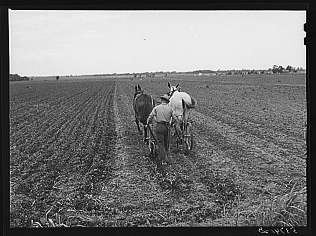 Farmer using a horse drawn plow in a large field
