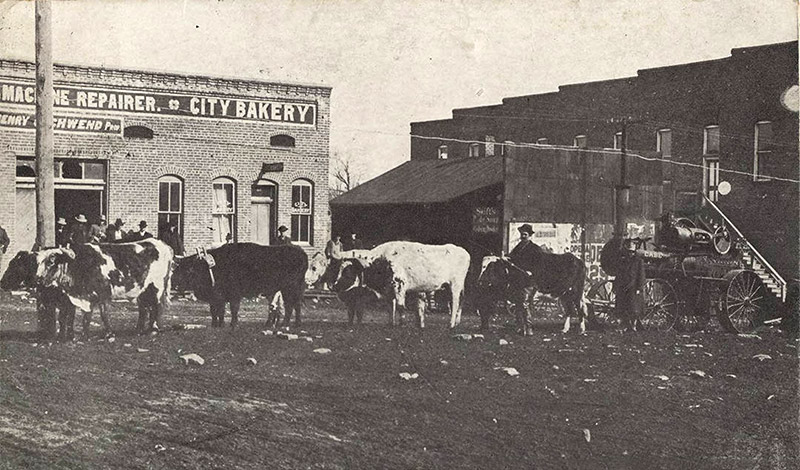 White man using a team of oxen to pull a tractor on dirt town street with single and multistory buildings in the background