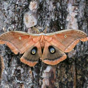 Moth with double eye pattern on tree with flaky bark close up