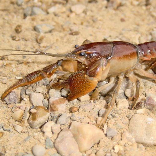 Crustaceans - Encyclopedia Of Arkansas