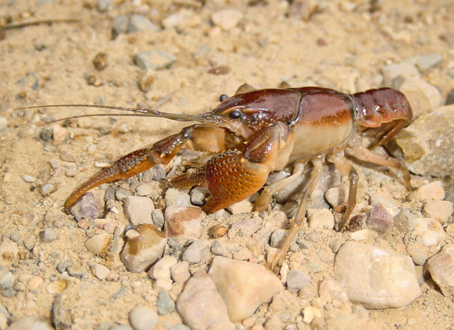 Reddish crayfish on rocks