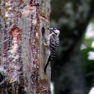 Bird with black and white feathers perched on a tree trunk
