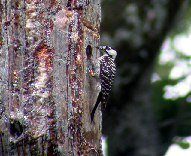 Bird with black and white feathers perched on a tree trunk