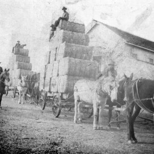 black and white photo of men on horses hauling stacks of cotton bales with men sitting on the tops of the tall stacks