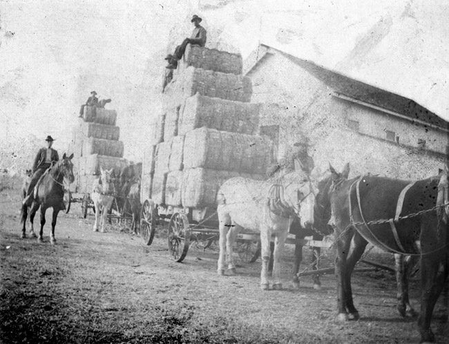 black and white photo of men on horses hauling stacks of cotton bales with men sitting on the tops of the tall stacks