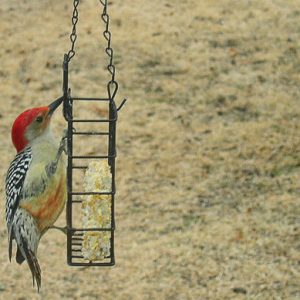 Woodpecker on hanging bird feeder