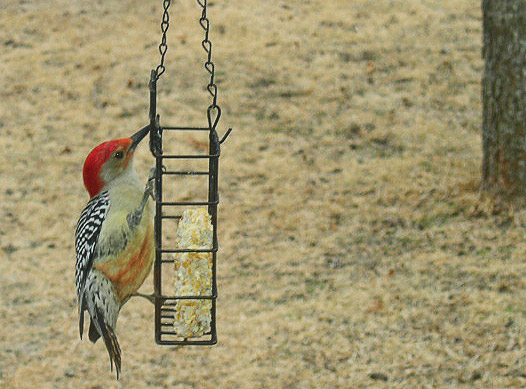 Woodpecker on hanging bird feeder