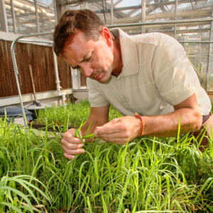 White man in collared short sleeve shirt working with rice plants in green house building