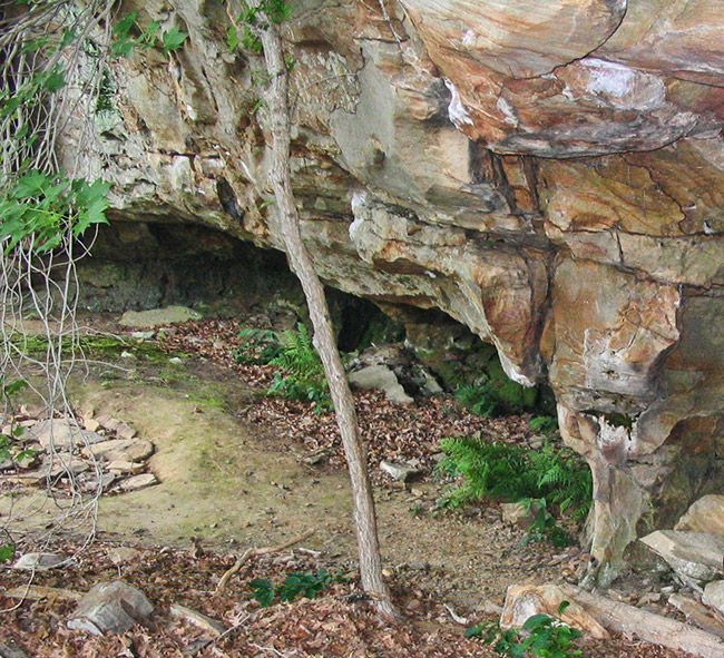 Exterior of cave entrance with ferns growing inside it