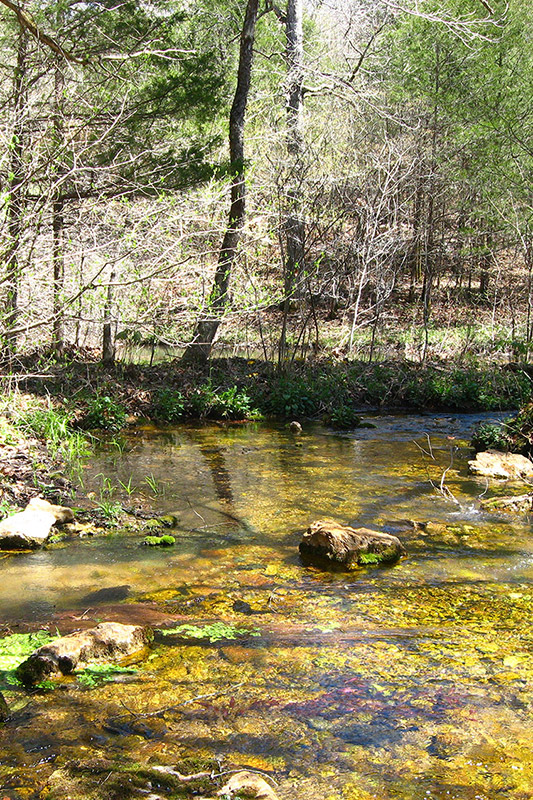 Shallow creek in wooded area
