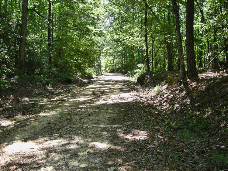 Narrow dirt road with trees on both sides