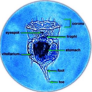 Diagram of microscopic organism with labeled parts