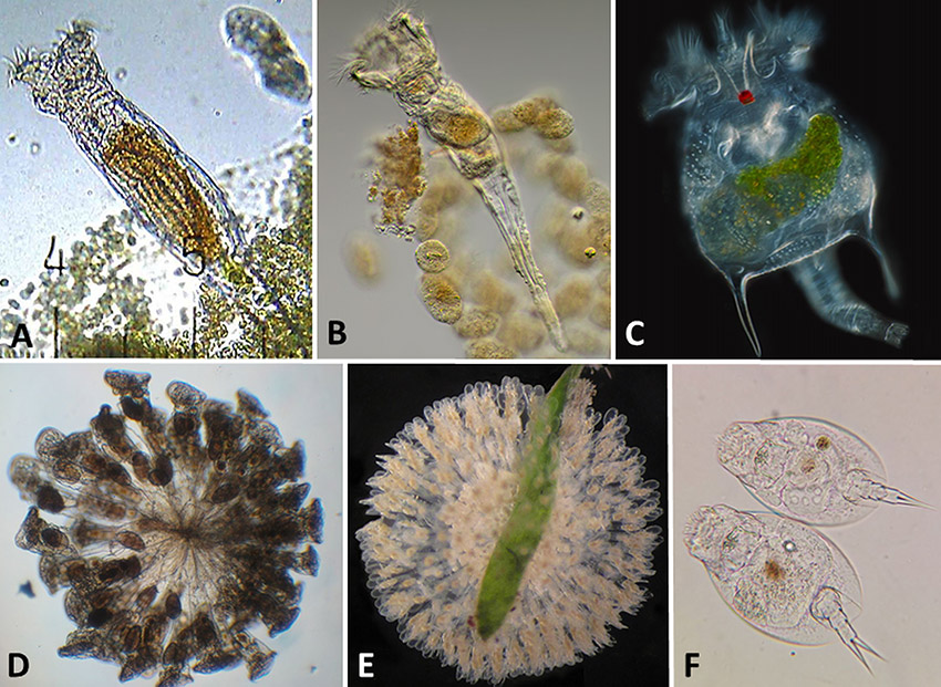 Rotifers under magnification with corresponding letters