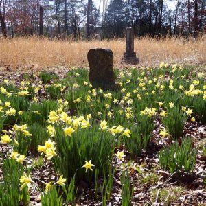 Flowers and gravestones in overgrown rural cemetery