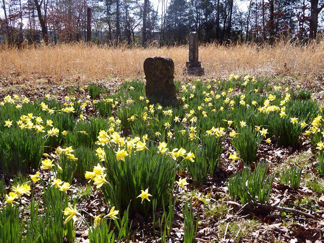 Flowers and gravestones in overgrown rural cemetery