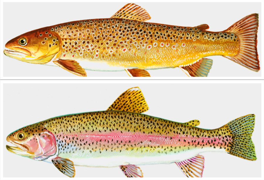 Spotted fish above fish with spots and a pink stripe