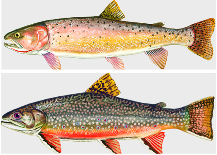 Pink and yellow spotted trout above red and black spotted trout
