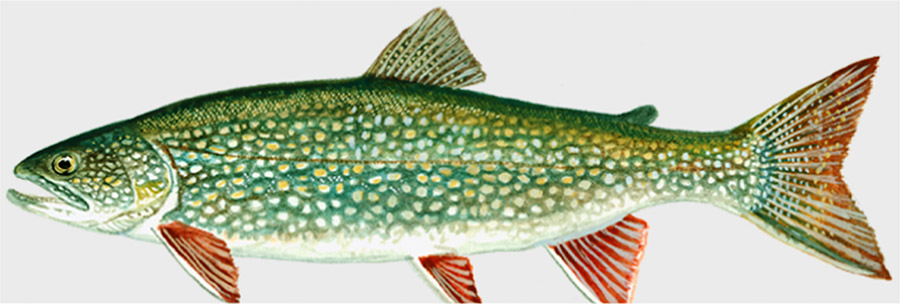 Green fish with white and yellow spots