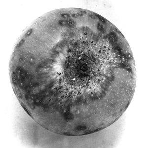 black and white photo of group of round scales on top of an apple