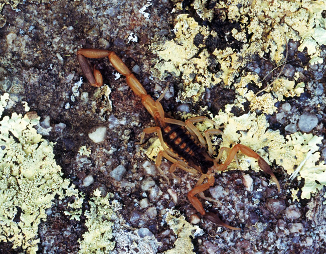 Closeup of scorpion with dark semi translucent exoskeleton on lichen covered rock