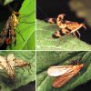 Different types of scorpion flies on leaves with corresponding letters