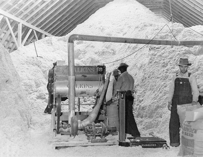 White and African-American workers with machinery and piled of cotton inside seed house