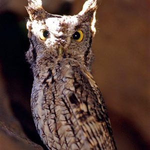 Gray owl with yellow eyes