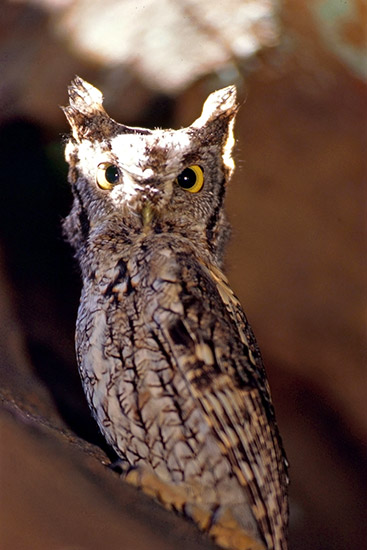 Gray owl with yellow eyes