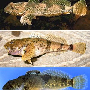 Three types of sculpin fish