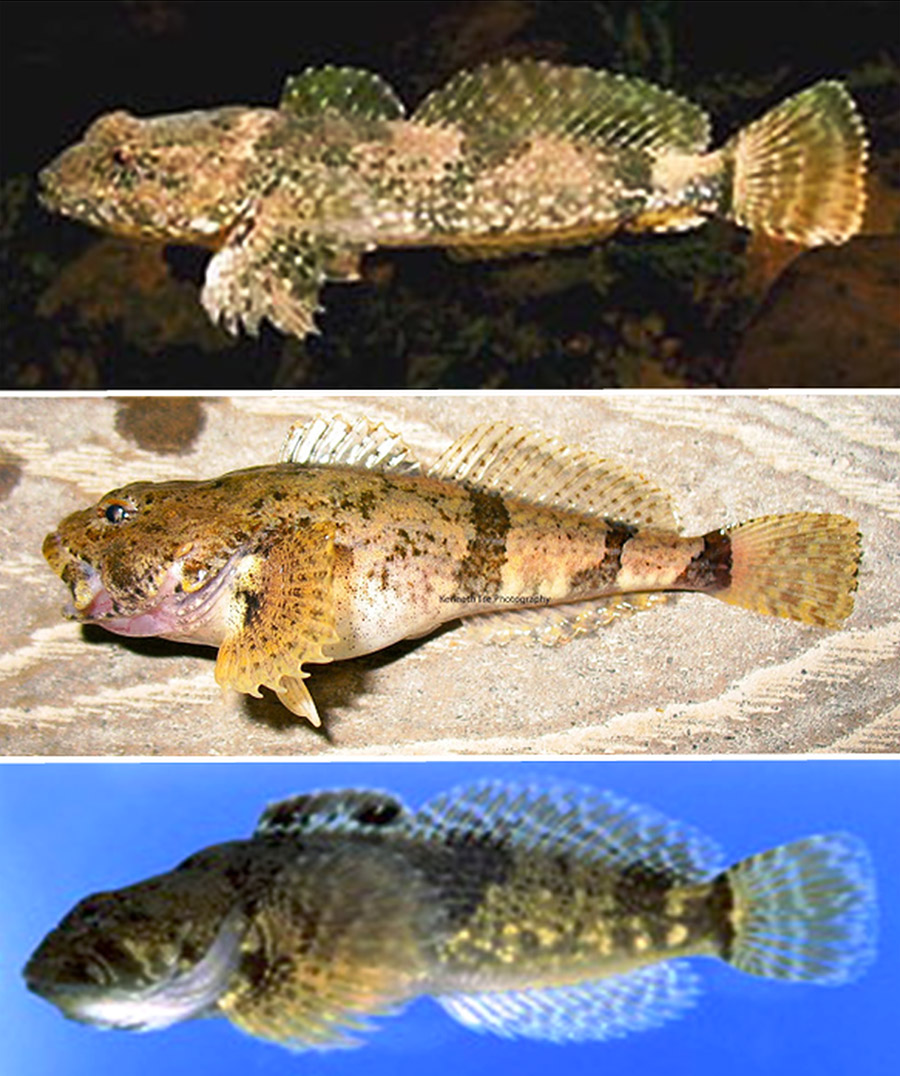 Three types of sculpin fish