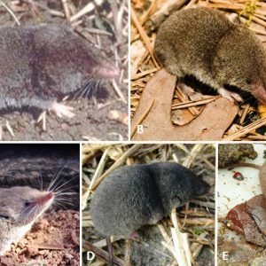 Different types of shrews with letter labels