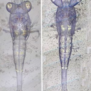 Transparent shrimp larvae under magnification