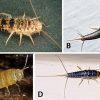 Silverfish insects with corresponding letters
