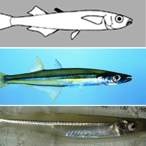 Line drawing of fish above two real examples of the same