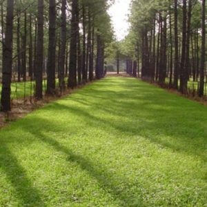 Rows of pine trees with grass paths in between them in sunshine